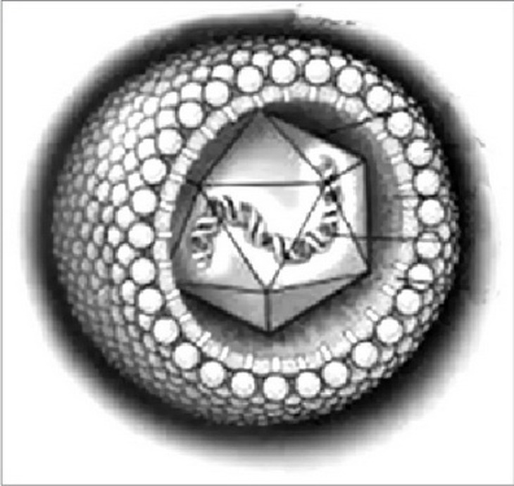 Virut Cytomegalo .