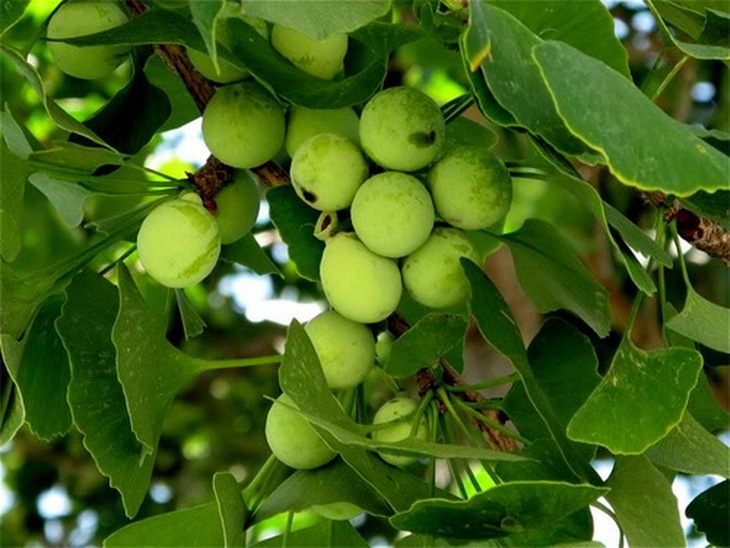 Cây bạch quả và vị thuốc bạch quả (hạt chín già của cây bạch quả).