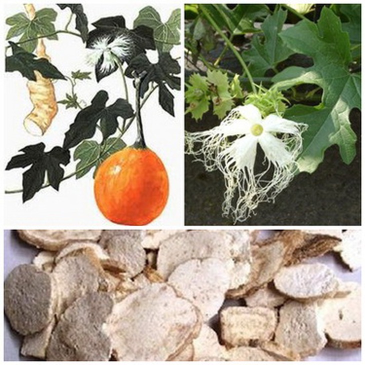 Rễ cây qua lâu cho vị thuốc chữa nhiều bệnh.