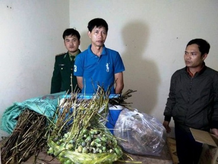 Một đối tượng vận chuyển cây thuốc phiện từ Lào về Việt Nam bị Bộ đội biên phòng tỉnh Quảng Trị bắt giữ.