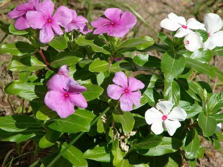 Dừa cạn.
