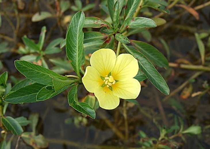 Dừa nước.