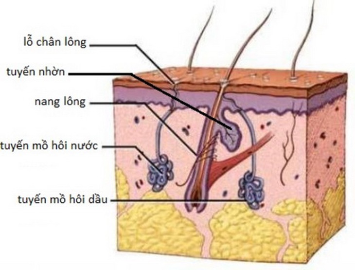 Tuyến mồ hôi hoạt động quá mức gây tăng tiết mồ hôi.