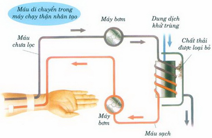 Chu trình lọc máu cho người chạy thận nhân tạo.