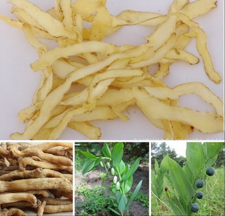 Vị thuốc ngọc trúc thanh nhiệt sinh tân, bồi dưỡng cơ thể.