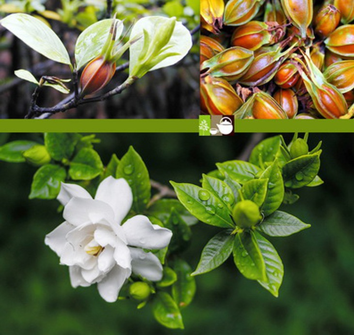 Chi tử (hạt khô của cây dành dành) là vị thuốc trong bài “Chi tử bá bì thang” trị viêm gan hoàng đản cấp giai đoạn bệnh đã bớt, nhưng vẫn còn sốt, toàn thân phát vàng, miệng khát,…