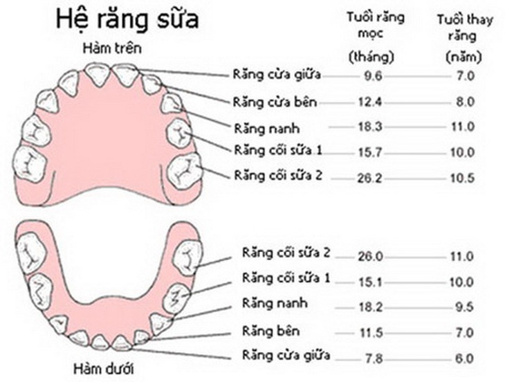 Răng vĩnh viễn mọc lên, răng sữa chưa rụng.