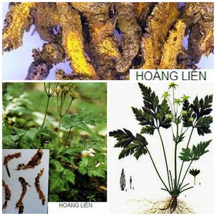 Những cây thuốc chứa hợp chất berberin