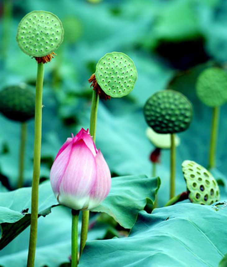 Gương sen gỡ hết hạt, dùng sống hoặc sao cháy tồn tính để làm thuốc.
