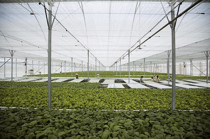 Nông trường VinEco áp dụng công nghệ tiên tiến, hiện đại của Nhật Bản, Israel.