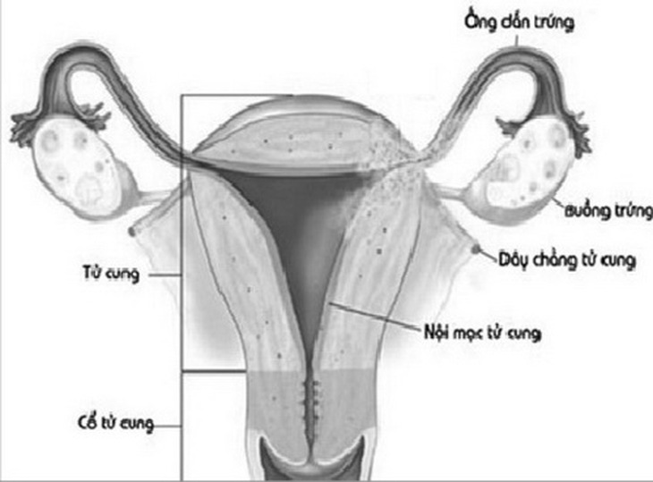 Cấu tạo hệ sinh dục nữ.