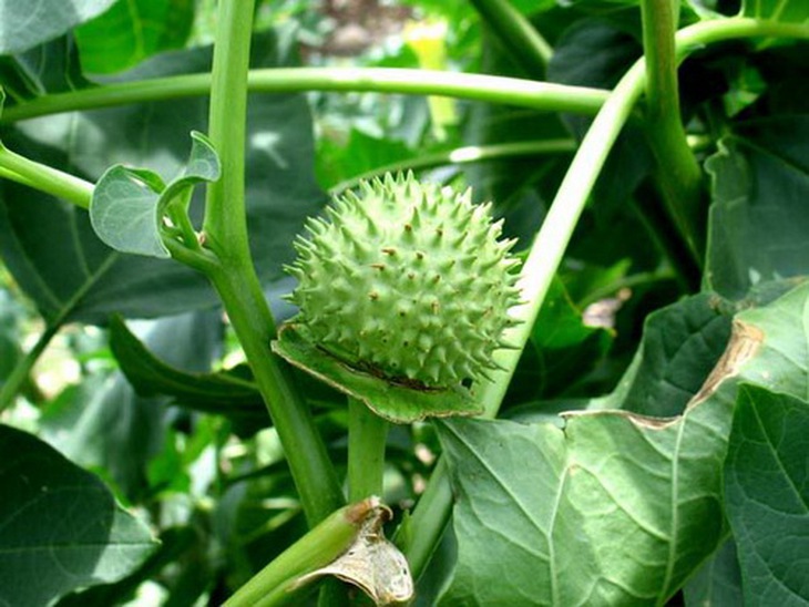 Cà độc dược.