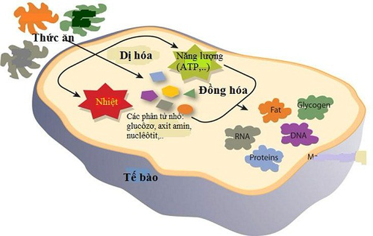 Chuyển hoá vật chất là tập hợp các phản ứng sinh hoá xảy ra bên trong tế bào.