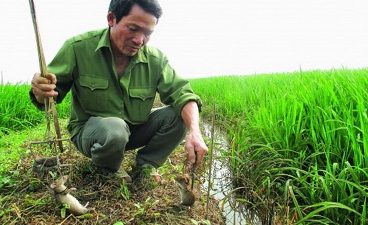Bẫy chuột đồng ở Thái Bình.