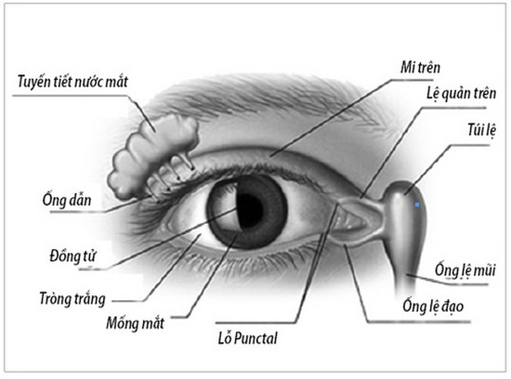Cấu tạo tuyến tiết nước mắt, ống lệ đạo trong mắt.