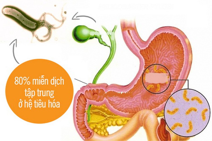 Men tiêu hóa giúp hỗ trợ hệ tiêu hóa hoạt động tốt hơn.