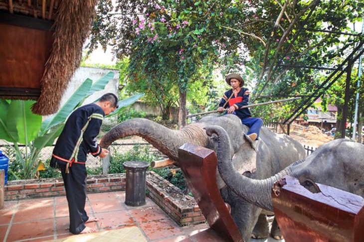 Ông Đàng Đăng Long cho voi ăn gạo.