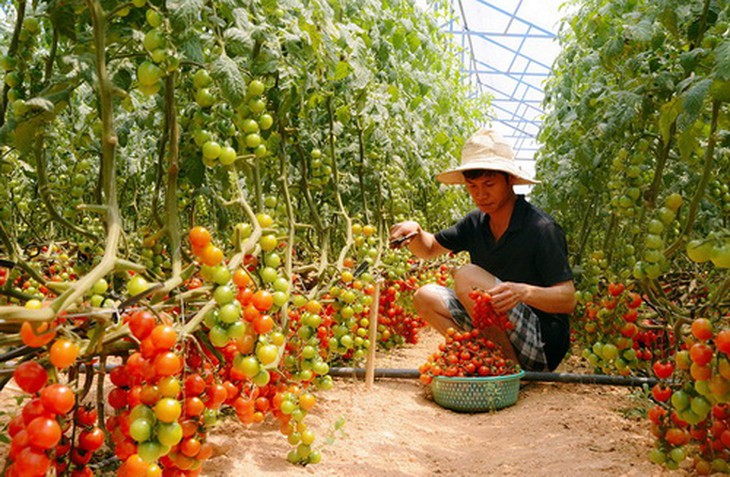 Nhiều bạn trẻ có ước mơ về nông nghiệp sạch.