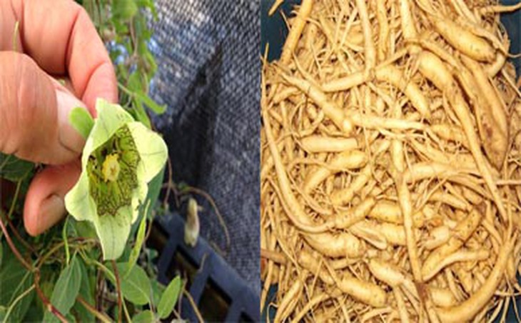 Cây đảng sâm (trái) và rễ khô của cây đảng sâm làm thuốc.