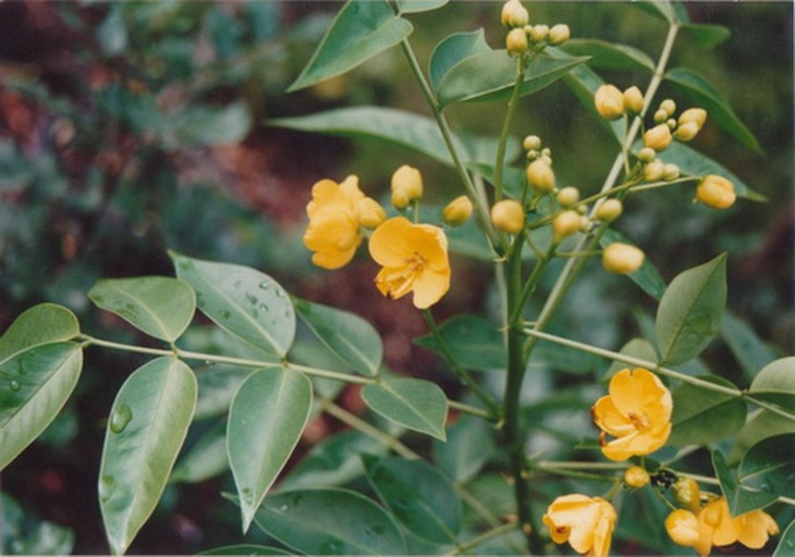 Phan tả diệp lá nhọn.