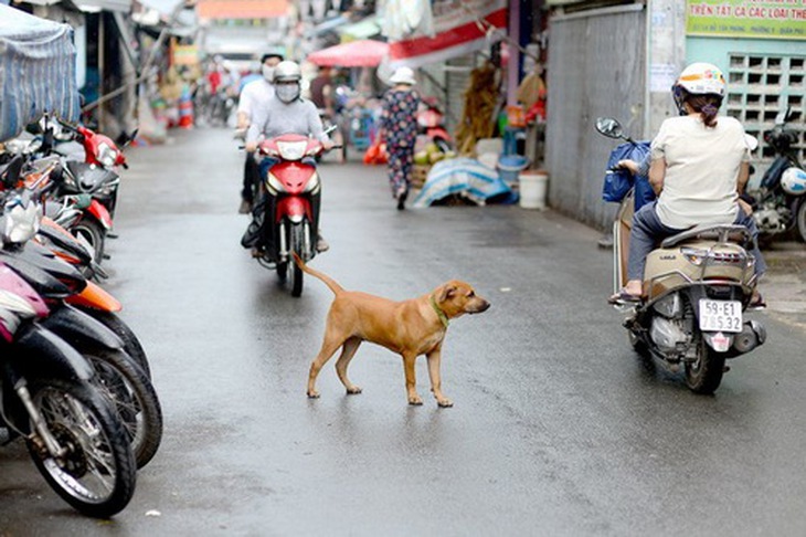Tình trạng vật nuôi thả rông không có rọ mõm, không xích vẫn tràn lan.