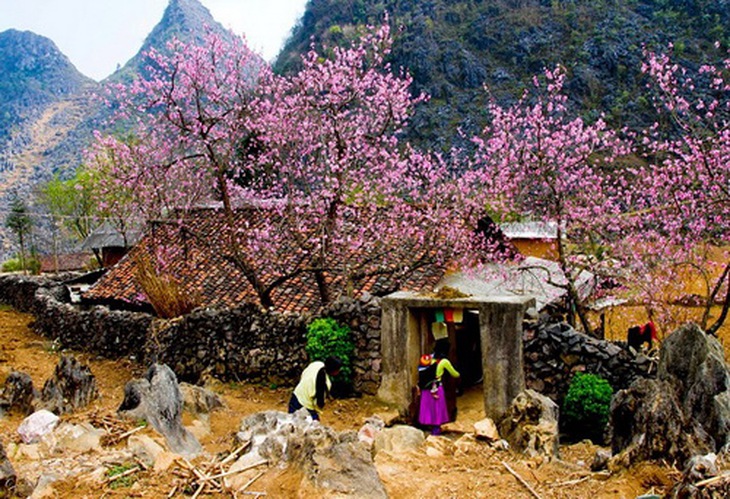 Hoa đào nở rộ trước nhà.