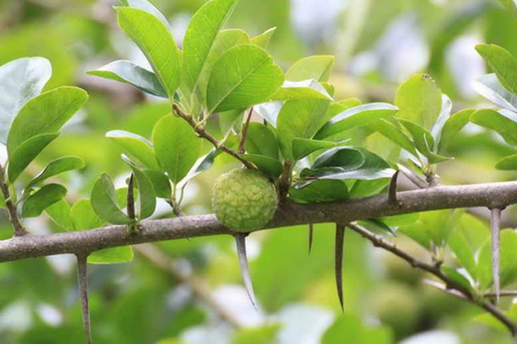 Rễ cây mỏ quạ  trị đau lưng do phong thấp, tay chân nhức mỏi.