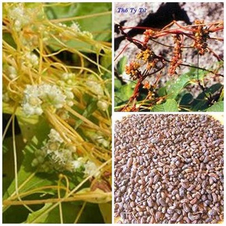 Thỏ ty tử - hạt khô của dây tơ hồng.
