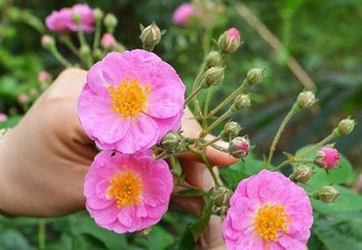 Trong các loại tầm hoa tầm xuân, tầm xuân trắng làm thuốc tốt hơn cả.