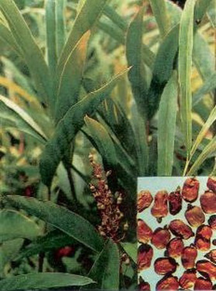 Sa nhân.