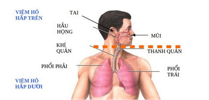 Đường hô hấp và phân loại nhiễm khuẩn đường hô hấp.