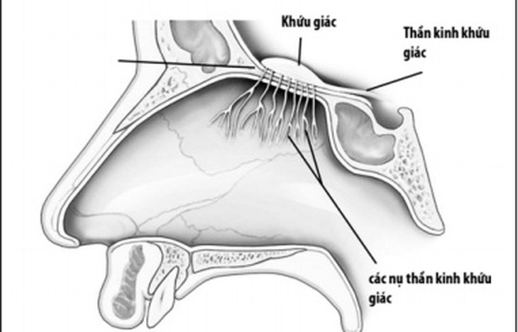Suy giảm khứu giác làm suy giảm chất lượng sống, thậm chí gây nguy hiểm.