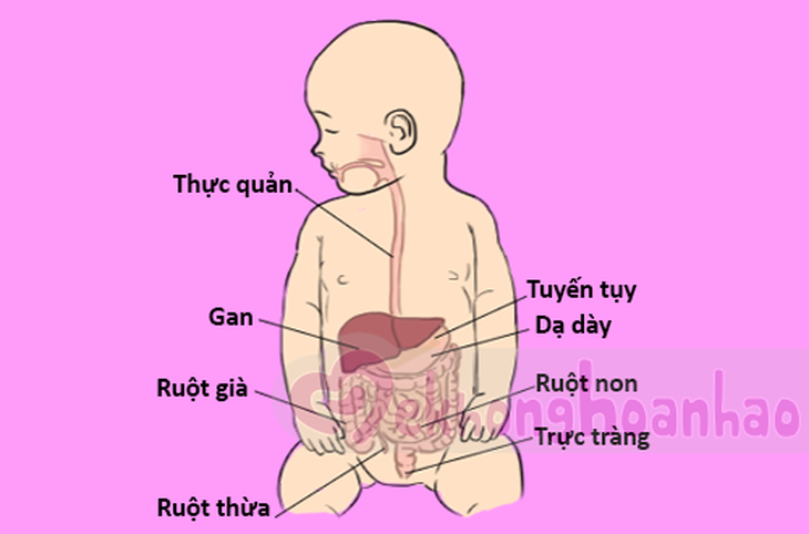 Để xác định nguyên nhân đau bụng ở trẻ em, cần có hiểu biết về cấu tạo khoang bụng.