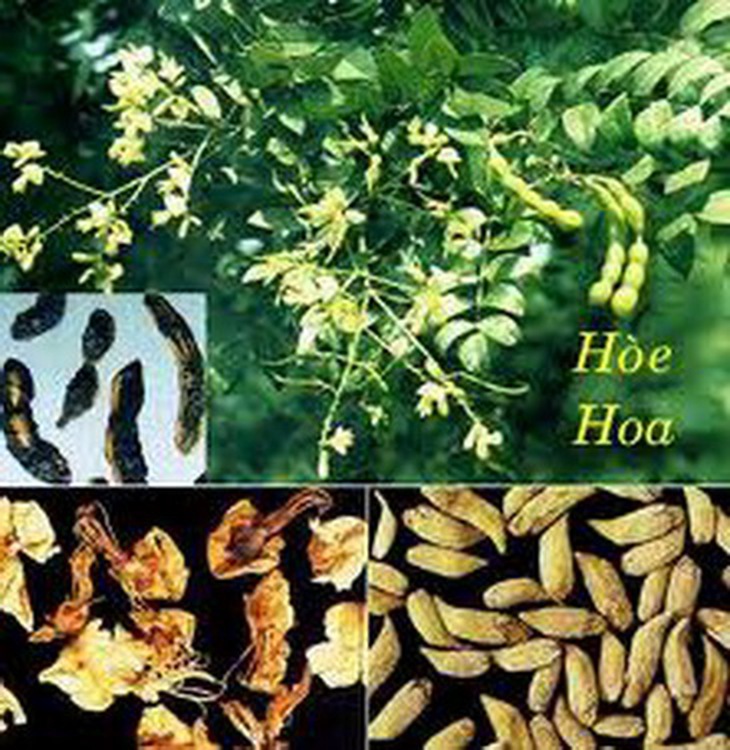 Hòe hoa (nụ hoa khô của cây hòe) khác với hoa hòe là hoa đã nở của cây hòe.