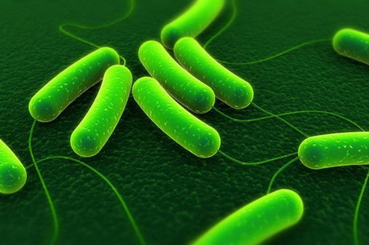 Hình ảnh vi khuẩn Salmonella và E.  Coli gây ngộ độc thức ăn.