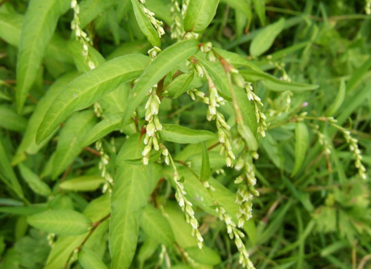 Nghể răm.