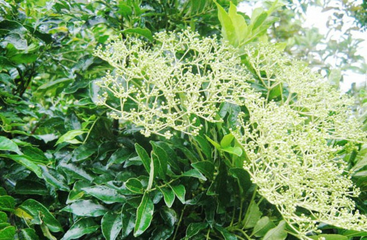 Cây muồng truổng trị phong thấp, đau nhức xương khớp; đau cơ, đau xương...