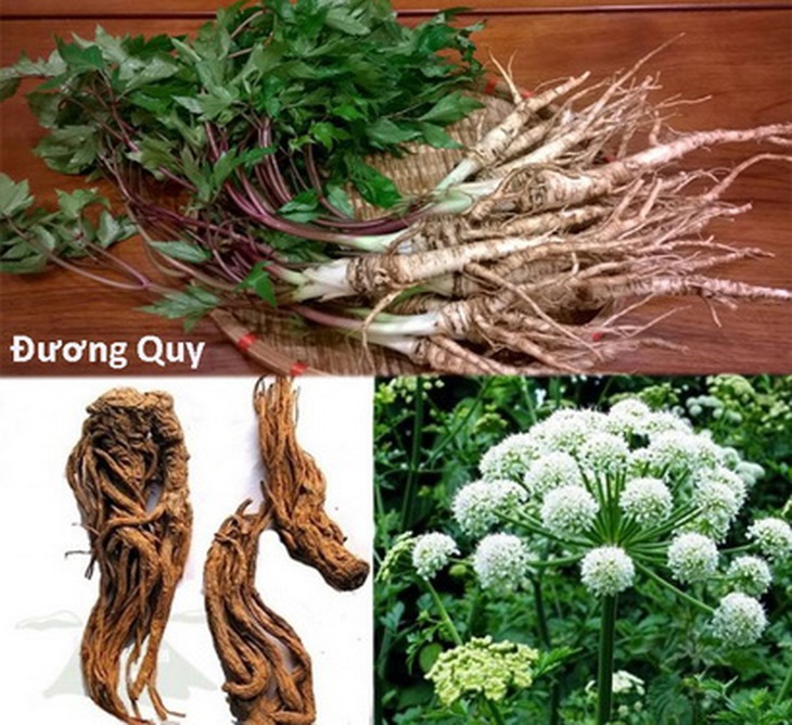 Cây và vị thuốc đương quy.