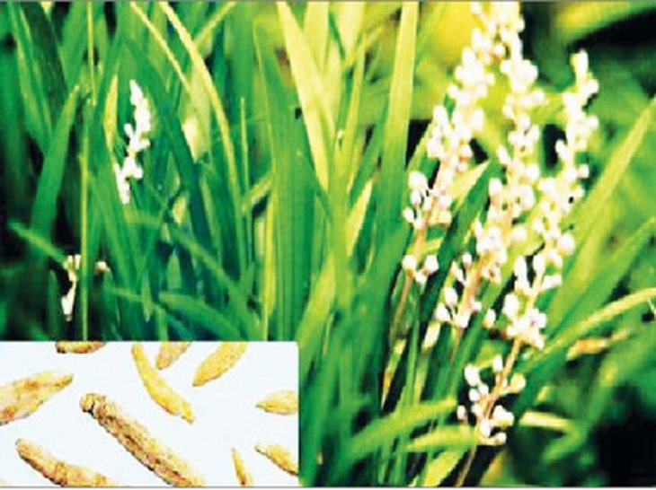 Cây và vị thuốc mạch môn đông.