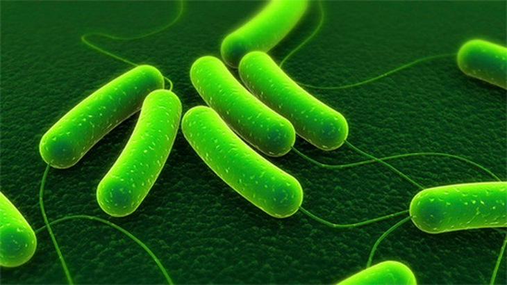 Vi khuẩn uốn ván (Clostridium tetani).