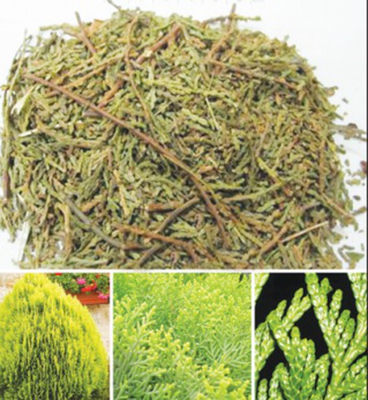 Vị thuốc trắc bách diệp ngâm cồn trị rụng tóc.