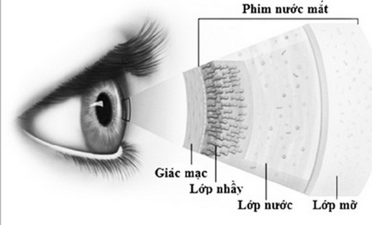 Cấu tạo màng phim nước mắt.