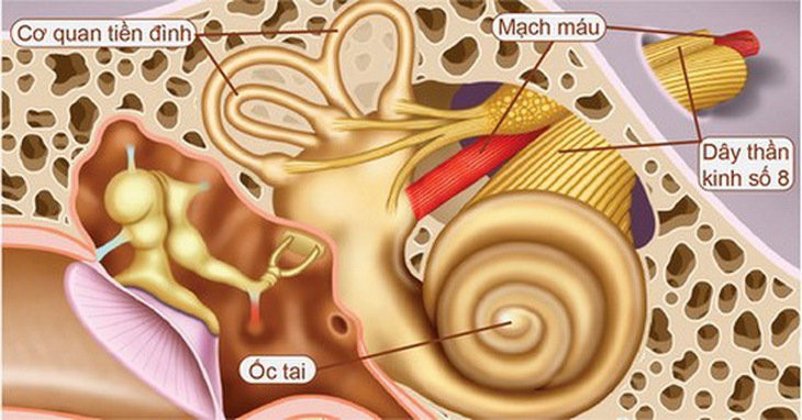 Vị trí của hệ thống tiền đình.