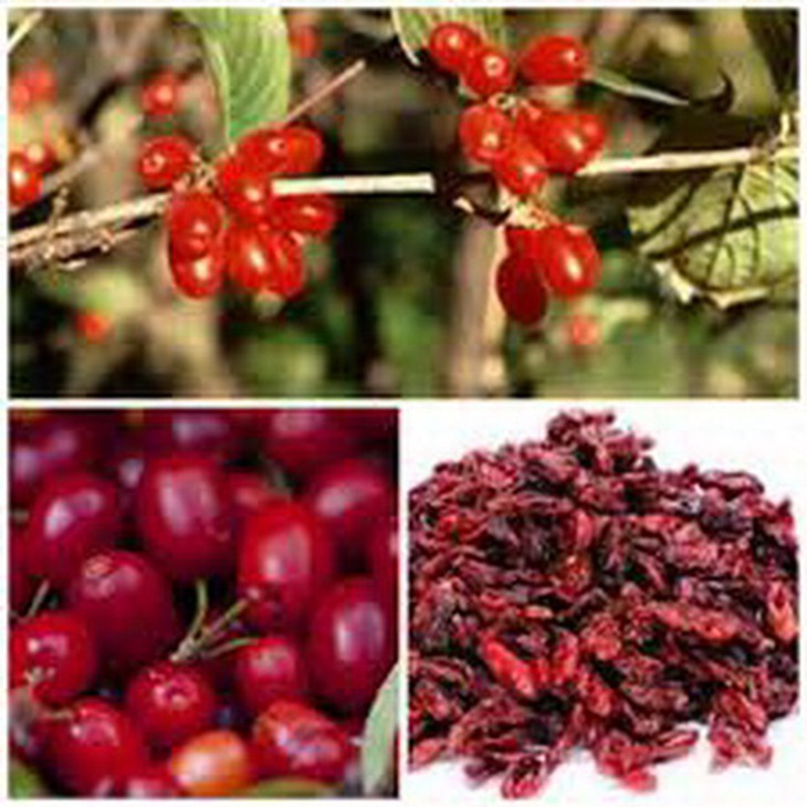 Sơn thù du trị di tinh liệt dương, rong kinh, hoa mắt chóng mặt, ra mồ hôi trộm…