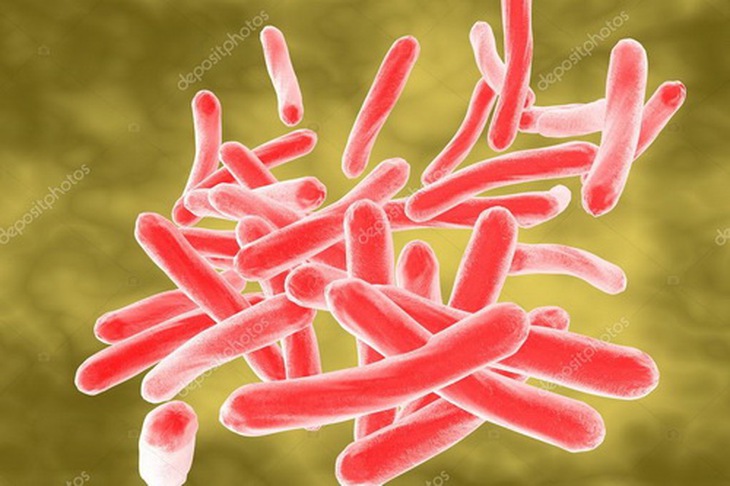 Khuẩn Mycobacterium tuberculosis.