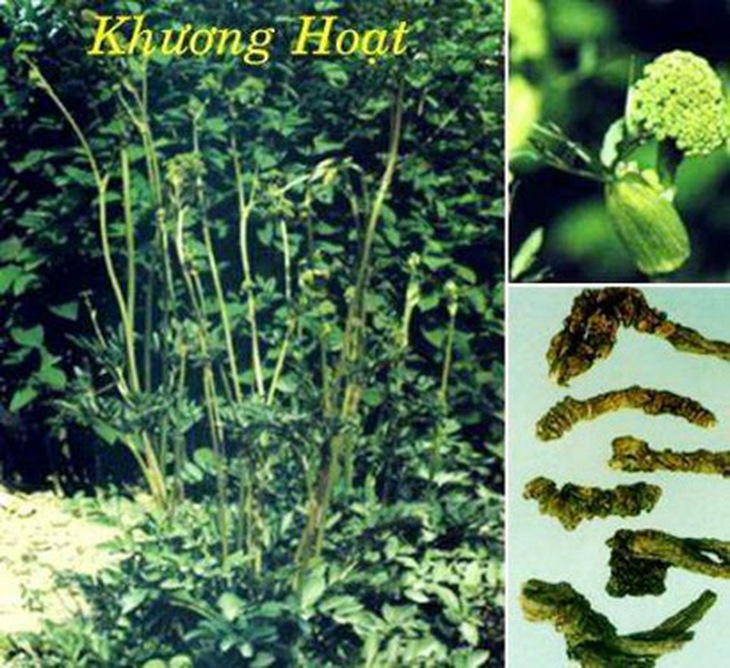Vị thuốc khương hoạt (rễ khô của cây khương hoạt).