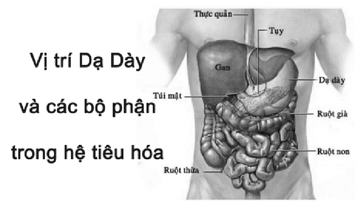Các bệnh lý của ống tiêu hóa có thể là lý do gây kém hấp thu.