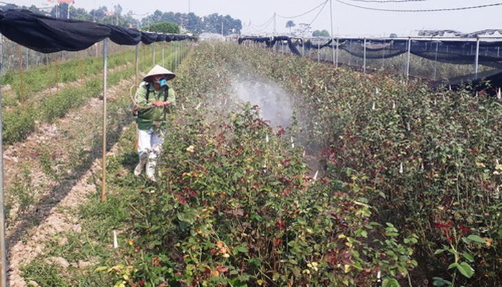 Người dân xã Mê Linh (Mê Linh, Hà Nội) phải phun thuốc trừ sâu nhiều lần một tháng vì sâu bệnh kháng thuốc.