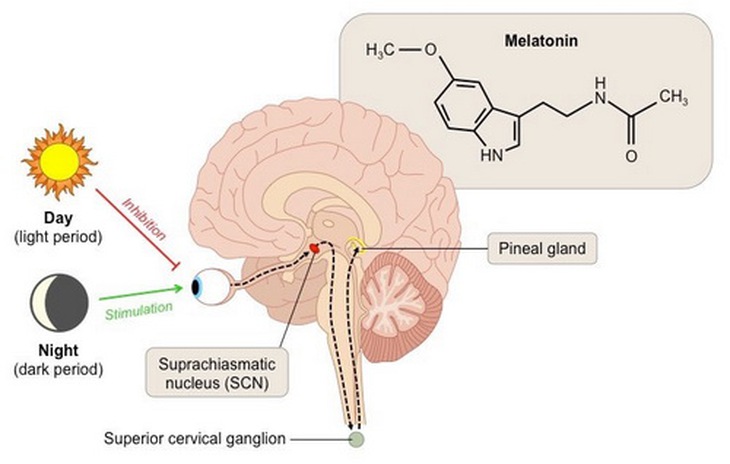 Melatonin giúp điều chỉnh giấc ngủ sinh lý.