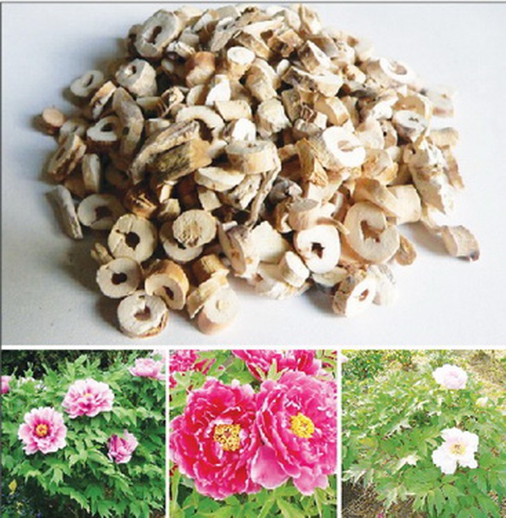 Mẫu đơn bì là vị thuốc trị lưng gối đau lạnh, tiểu tiện nhiều, liệt dương, tiết tinh sớm do thận dương hư hàn.